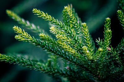 Close-up of fresh green plant