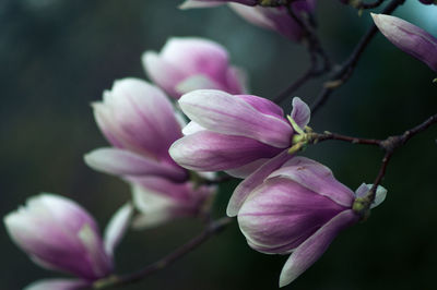 Close-up of pink flower blooming outdoors