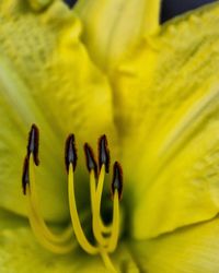 Close-up of yellow flower