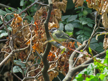 Close-up of lizard on tree