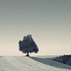 Tree on field against clear sky