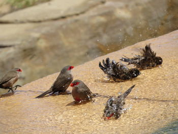 High angle view of birds in water