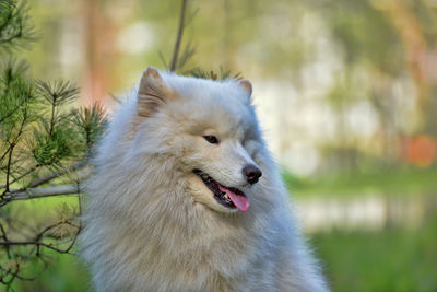 Close-up of a dog looking away