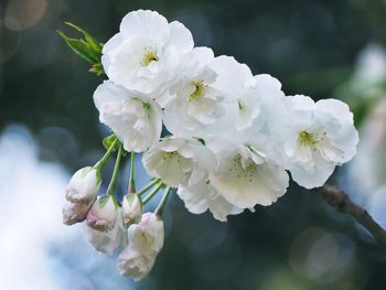 Close-up of white cherry blossoms