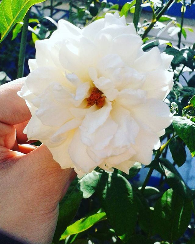 flower, person, petal, freshness, flower head, fragility, holding, single flower, growth, part of, cropped, close-up, beauty in nature, human finger, nature, focus on foreground, unrecognizable person