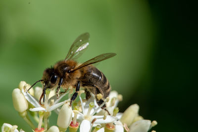 Close-up of bee pollinating on flower
