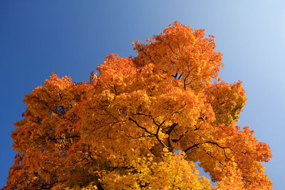 Low angle view of autumnal tree against clear sky