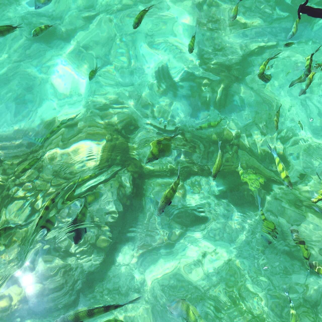 water, swimming, underwater, full frame, backgrounds, waterfront, fish, high angle view, animal themes, nature, transparent, sea life, rippled, blue, floating on water, school of fish, wildlife, animals in the wild, undersea