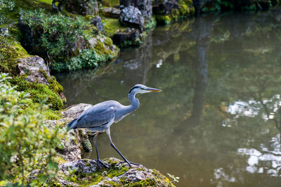 High angle view of gray heron perching on rock by lake