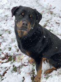 Black dog in snow