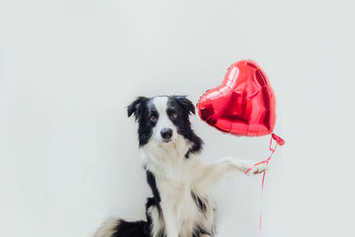 Portrait of dog against white background