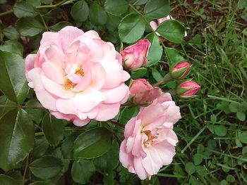 Close-up of pink rose