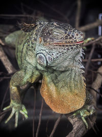 Close-up of chameleon