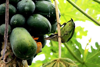 Low angle view of bird perching by papayas on tree