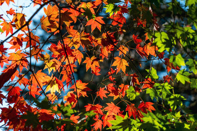 Close-up of maple leaves during autumn