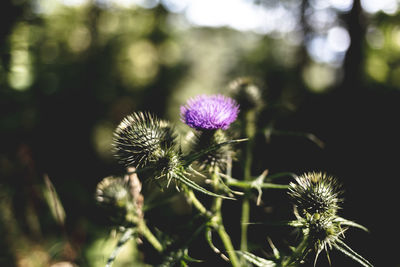 Close-up of thistle flower