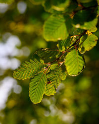 Close-up of green leaves