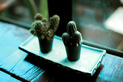 Close-up of potted plant on table