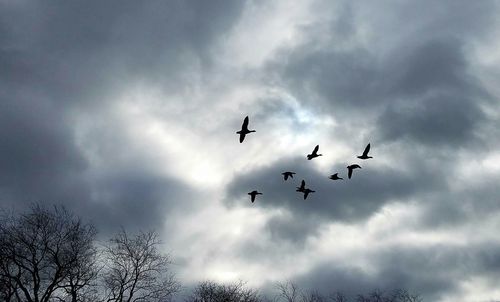 Low angle view of silhouette birds flying against sky