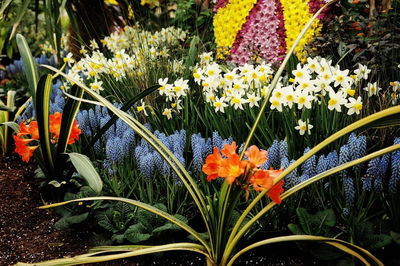 Close-up of flowering plants growing in garden