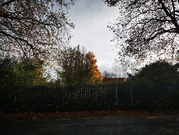 Trees in forest against sky during autumn