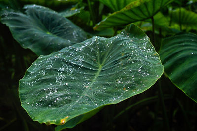 Close-up of wet plant leaves during rainy season