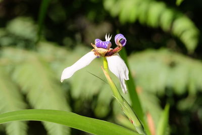 Close-up of insect on flower