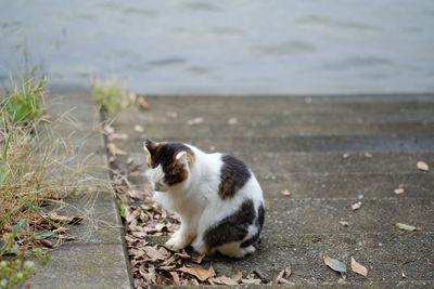 Cat sitting on a land