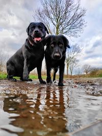 Portrait of black dog