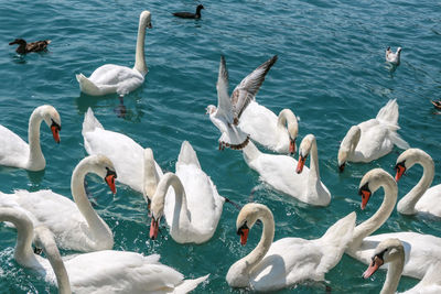 High angle view of swans swimming in lake