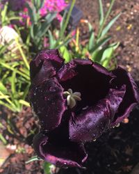 Close-up of wet purple crocus blooming outdoors