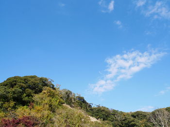 Low angle view of trees against blue sky