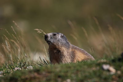 Close-up of a marmot on grass