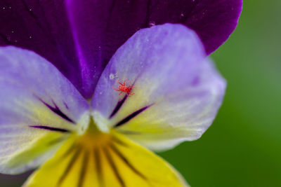 Close-up of purple flowering plant