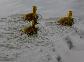 High angle view of duck swimming in lake