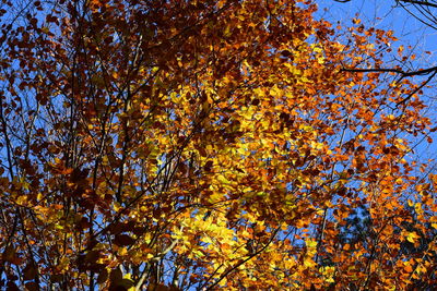 Low angle view of tree in autumn