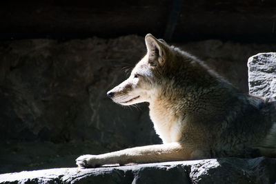 Side view of a wolf looking away