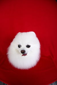 Close-up portrait of white cat against red background