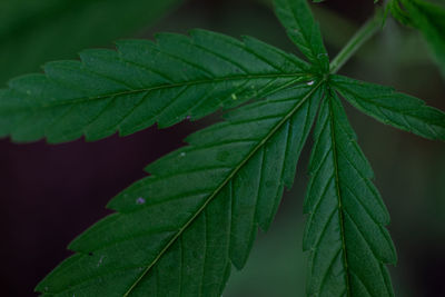 Close-up of dew drops on plant leaves