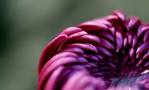 Close-up of purple flowering plant