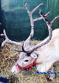 View of trees on field