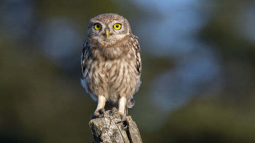 Little owl  sitting on branch