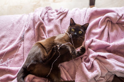 High angle portrait of cat lying on pink blanket at home
