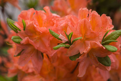 Close-up of wet flowers blooming outdoors