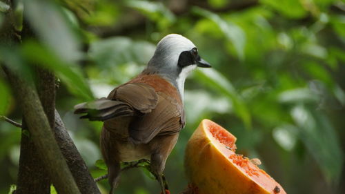 Close-up of bird perching on branch