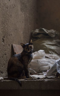 Portrait of cat sitting on wall