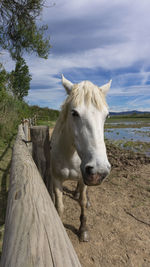 Horse standing on wood against sky