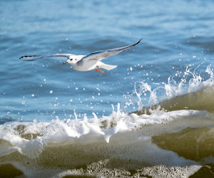 Seagulls flying over sea