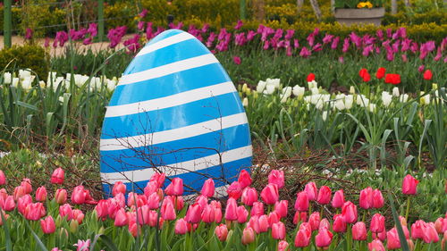 Close-up of pink crocus flowers on field