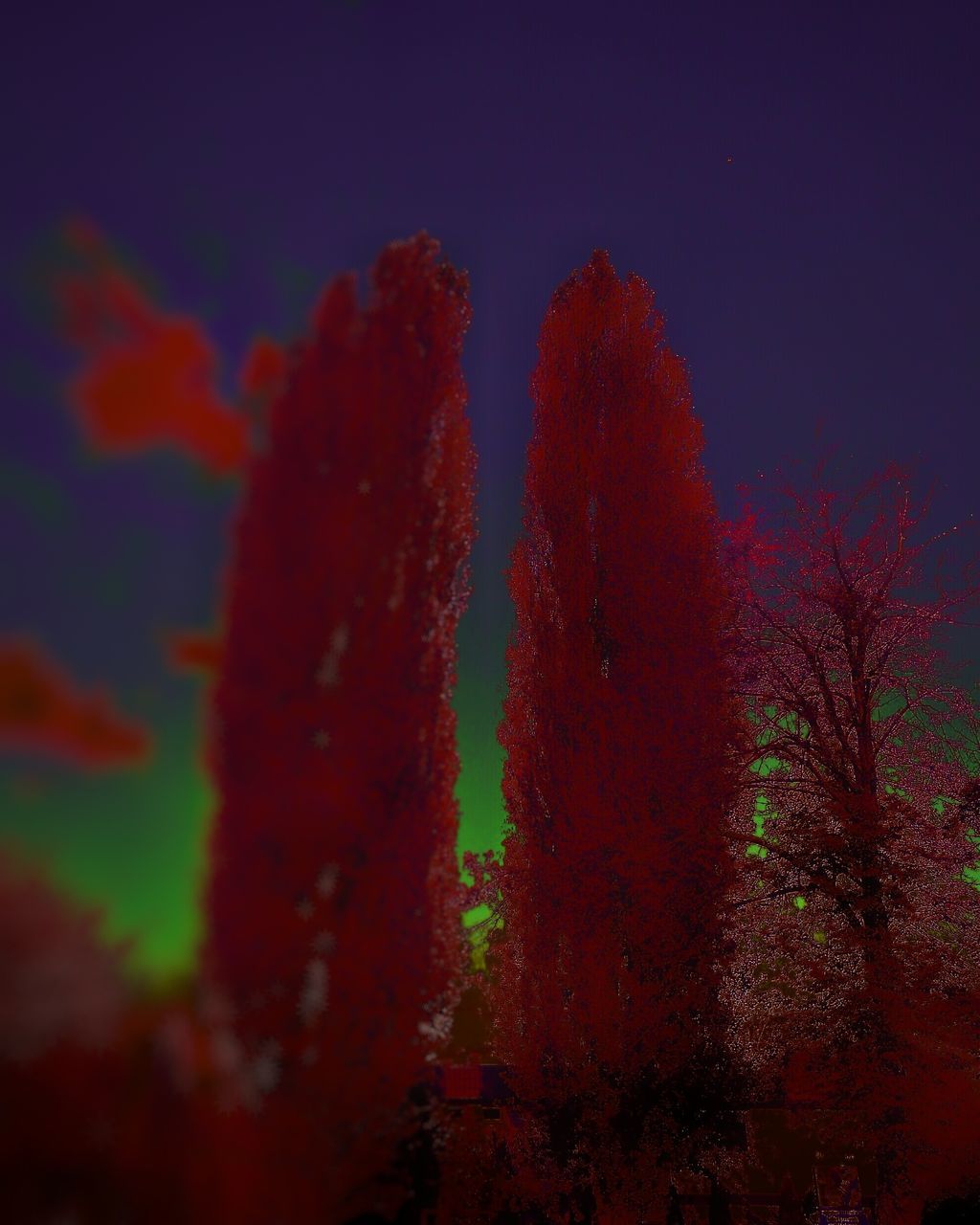 LOW ANGLE VIEW OF TREES AGAINST SKY